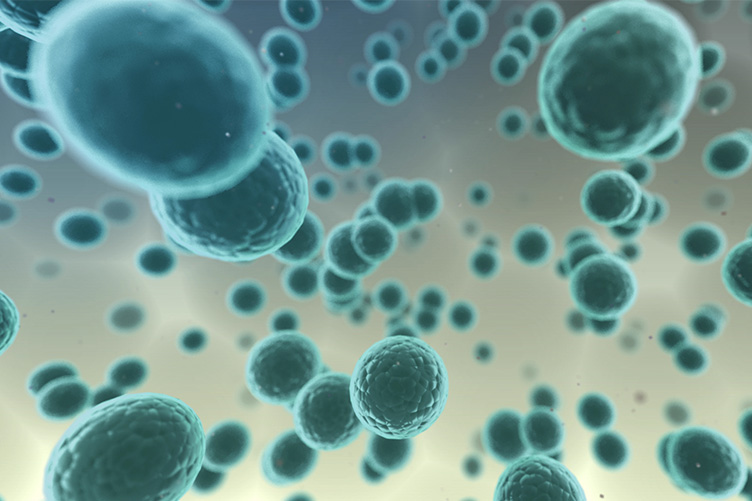 プラーク中の細菌